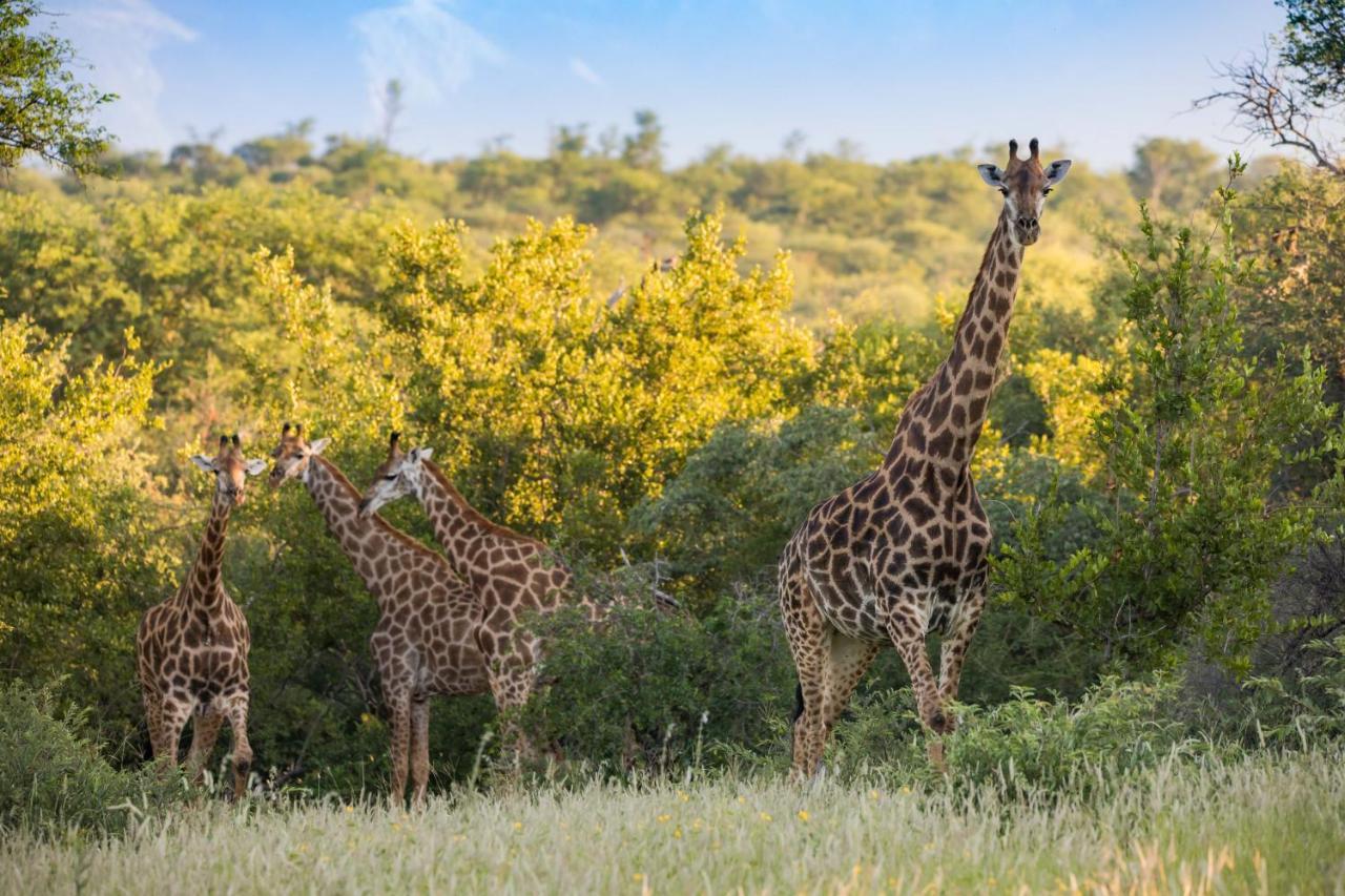 Mountain View Safari Lodge 侯斯普瑞特 外观 照片